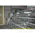 Automatic battery cages laying hens